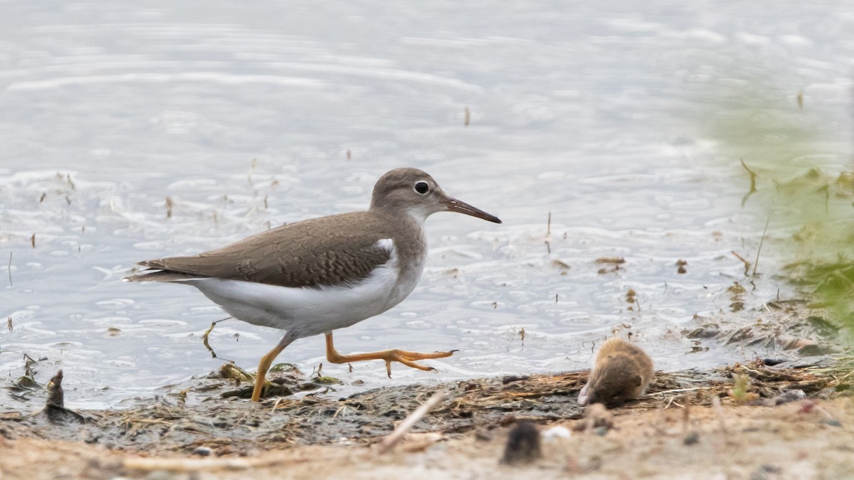 Spotted Sandpiper - Sam Zhang