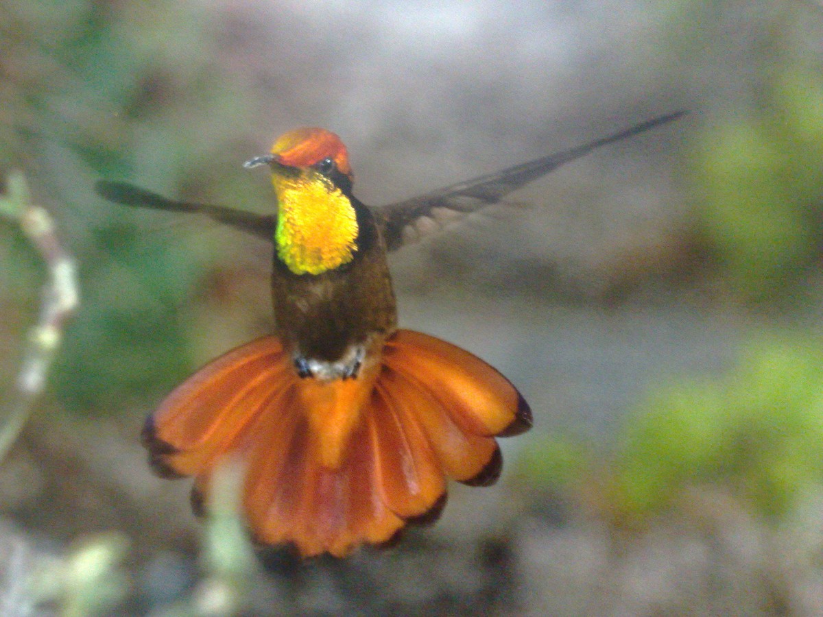 Ruby-topaz Hummingbird - Diana Flora Padron Novoa