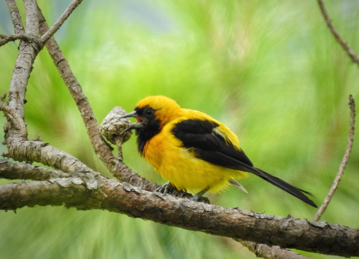 Yellow-backed Oriole - Anonymous