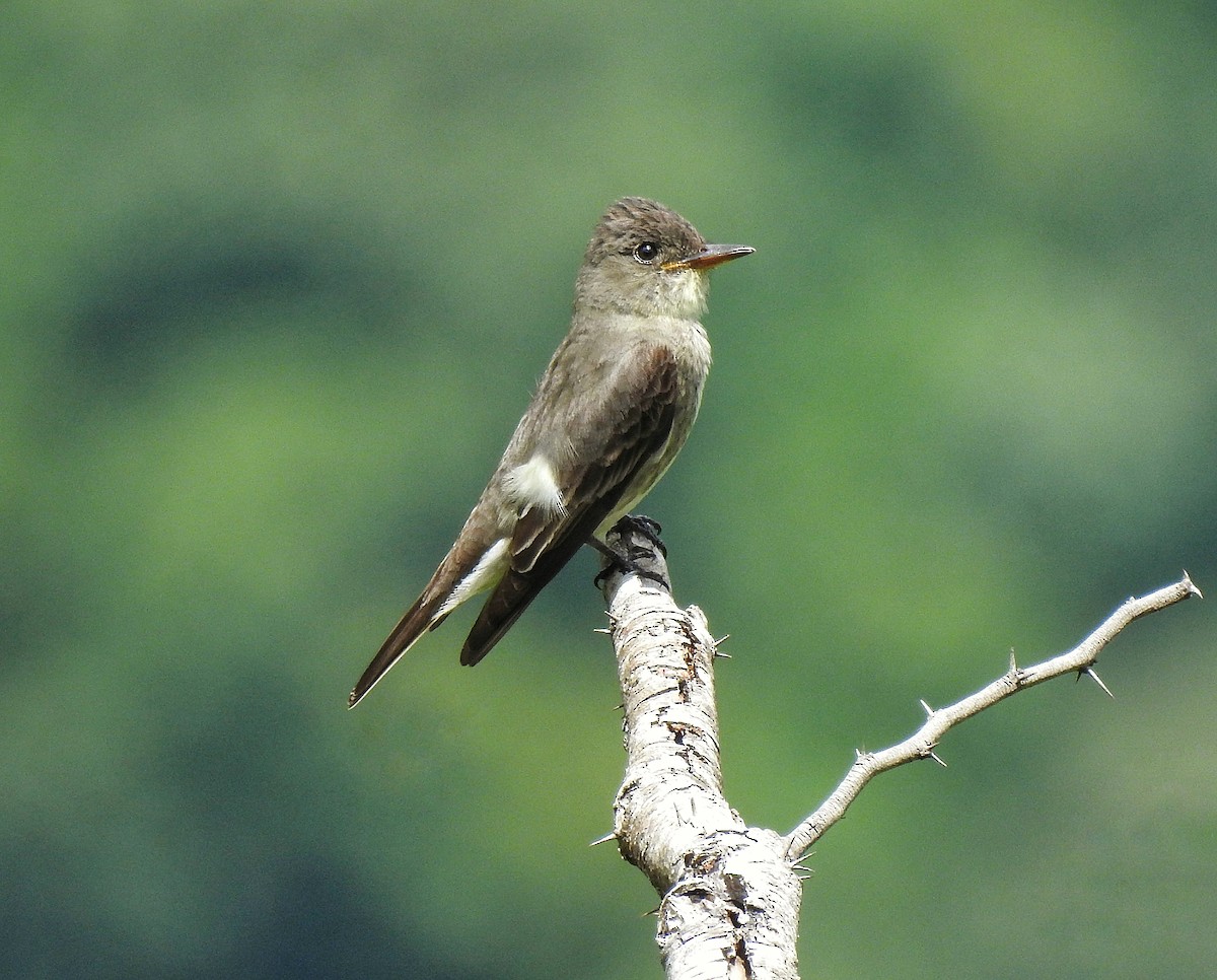 Olive-sided Flycatcher - Anonymous