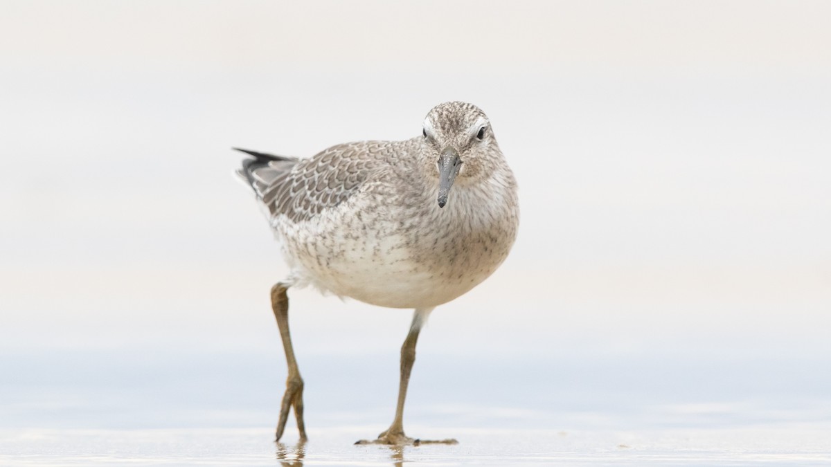 Red Knot - ML260782051