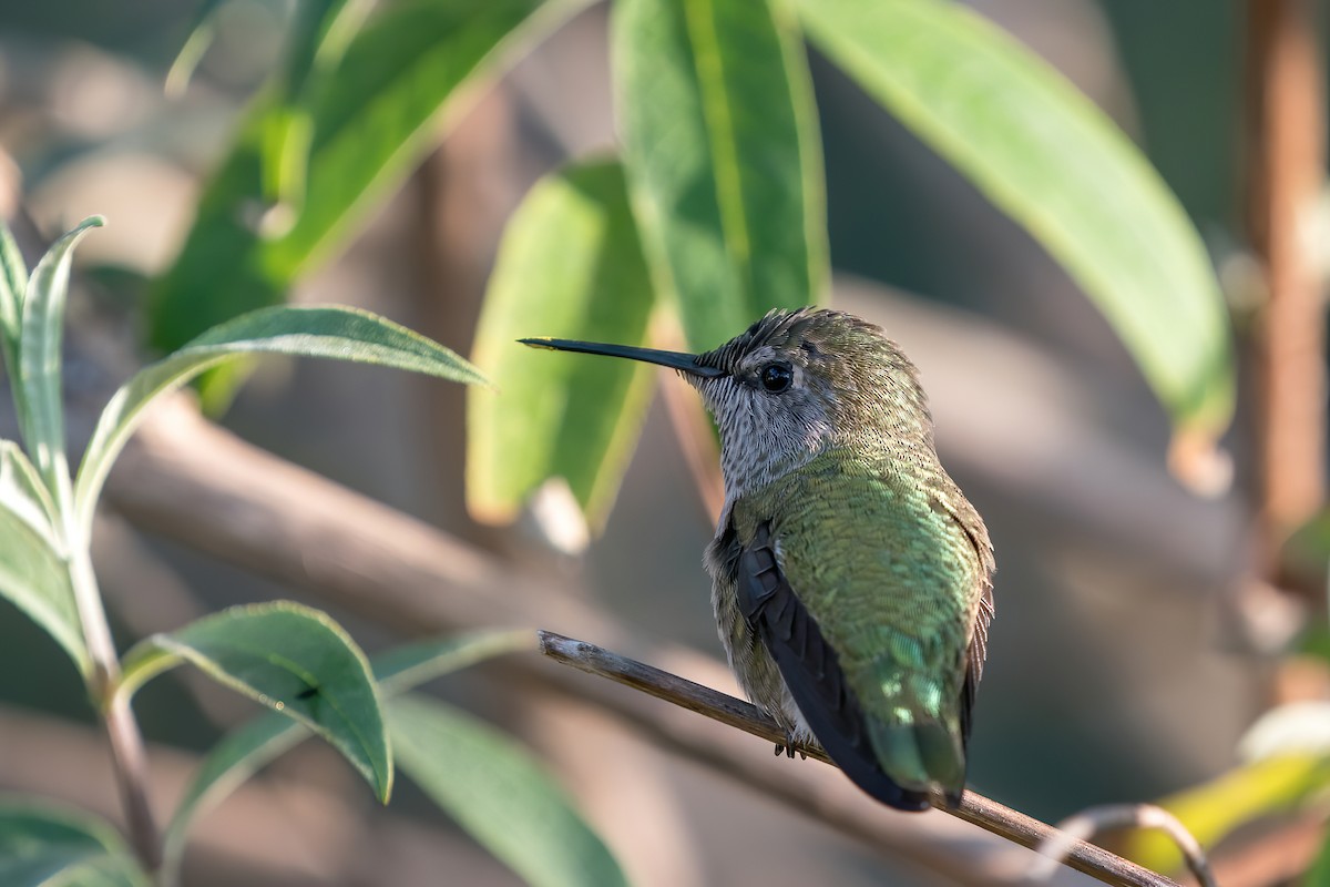 Anna's Hummingbird - Derek Lecy