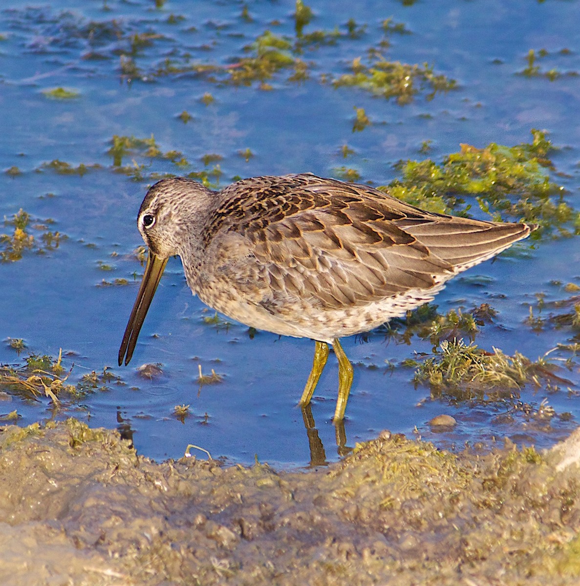 Long-billed Dowitcher - ML260788901