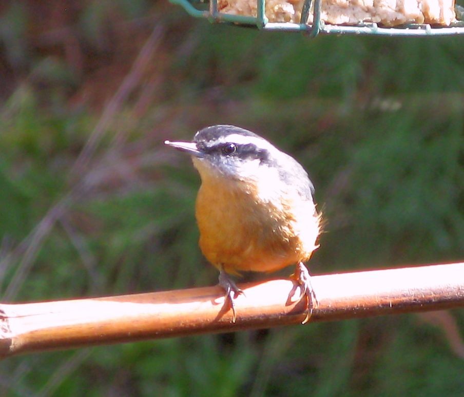 Red-breasted Nuthatch - Ann Del Tredici