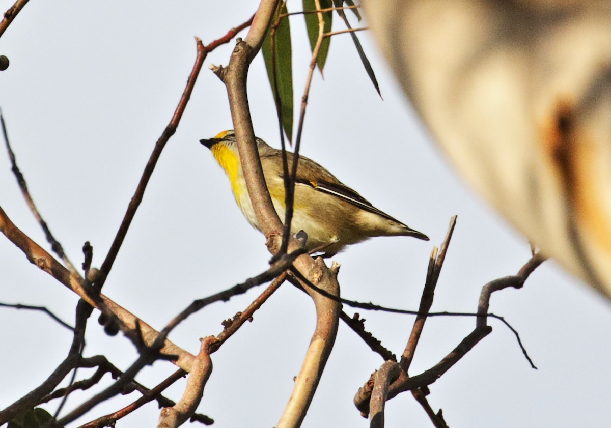 Striated Pardalote (Yellow-tipped) - ML260795641