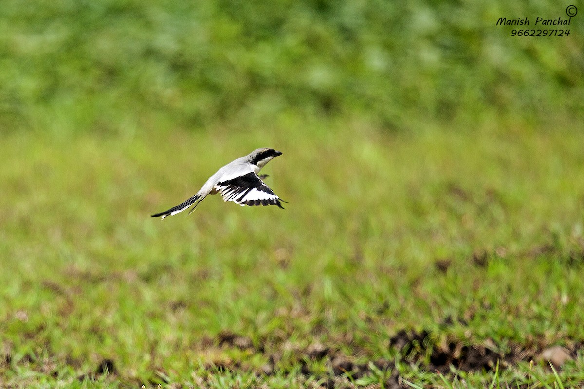 Great Gray Shrike (Indian) - Manish Panchal