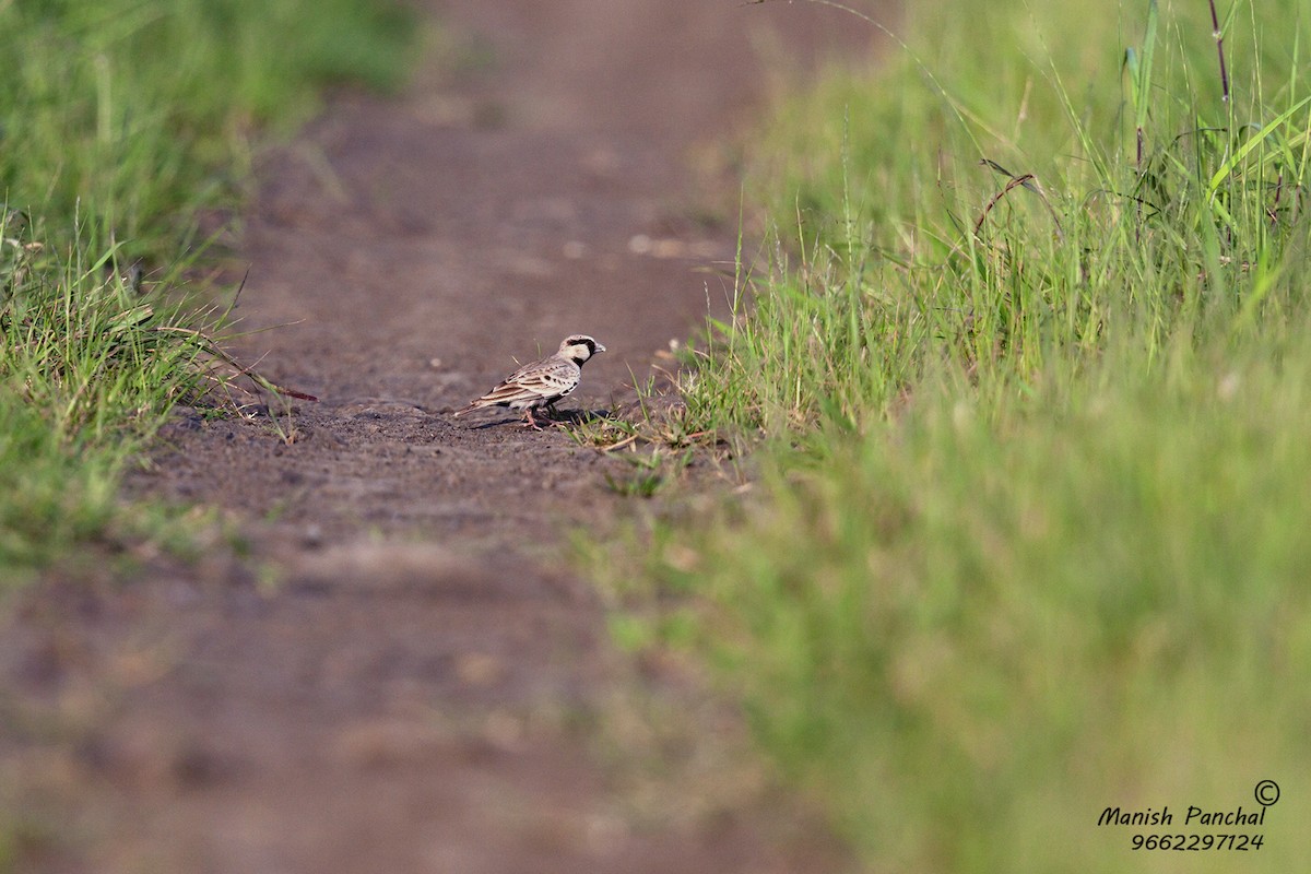 Ashy-crowned Sparrow-Lark - Manish Panchal