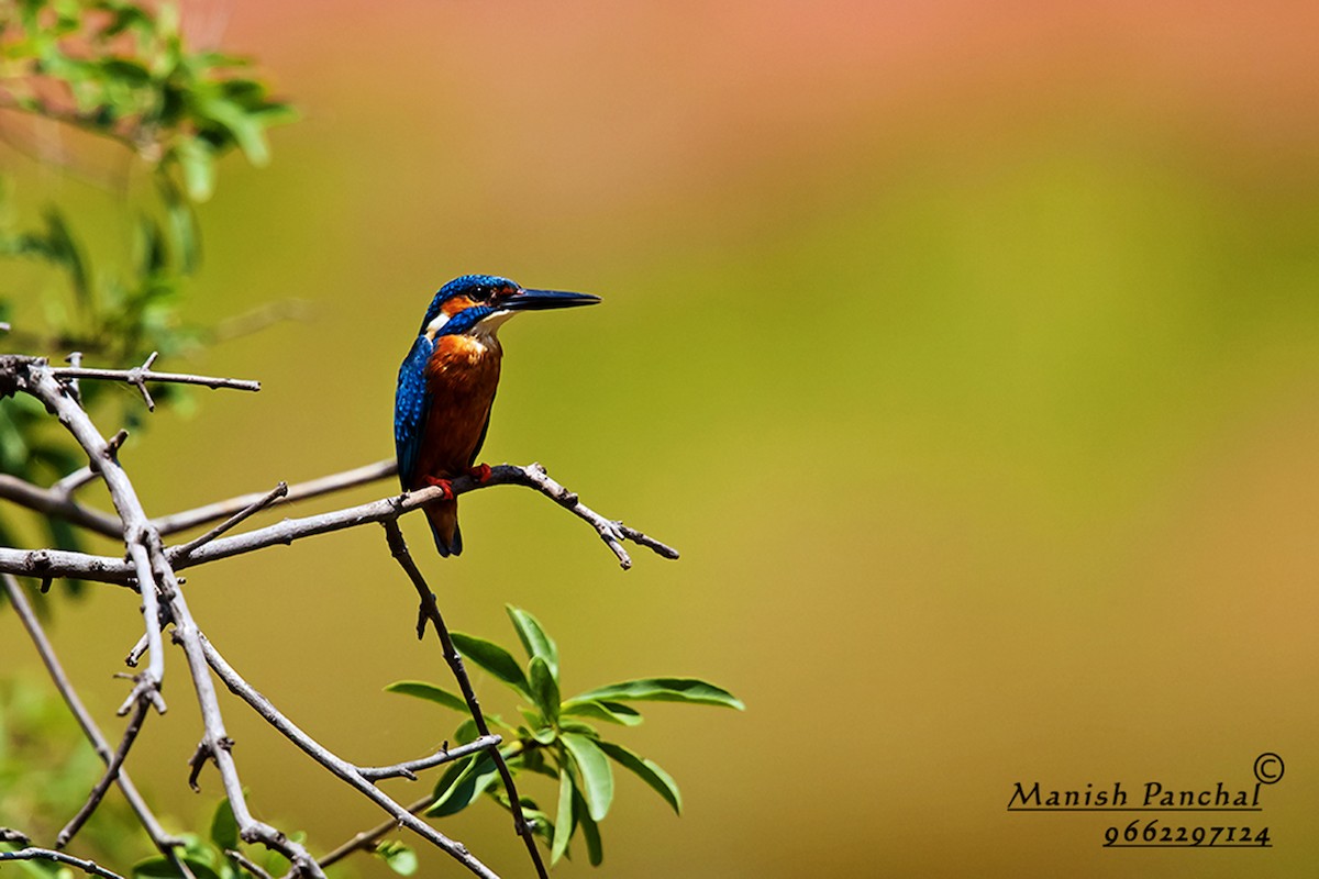 Common Kingfisher - Manish Panchal