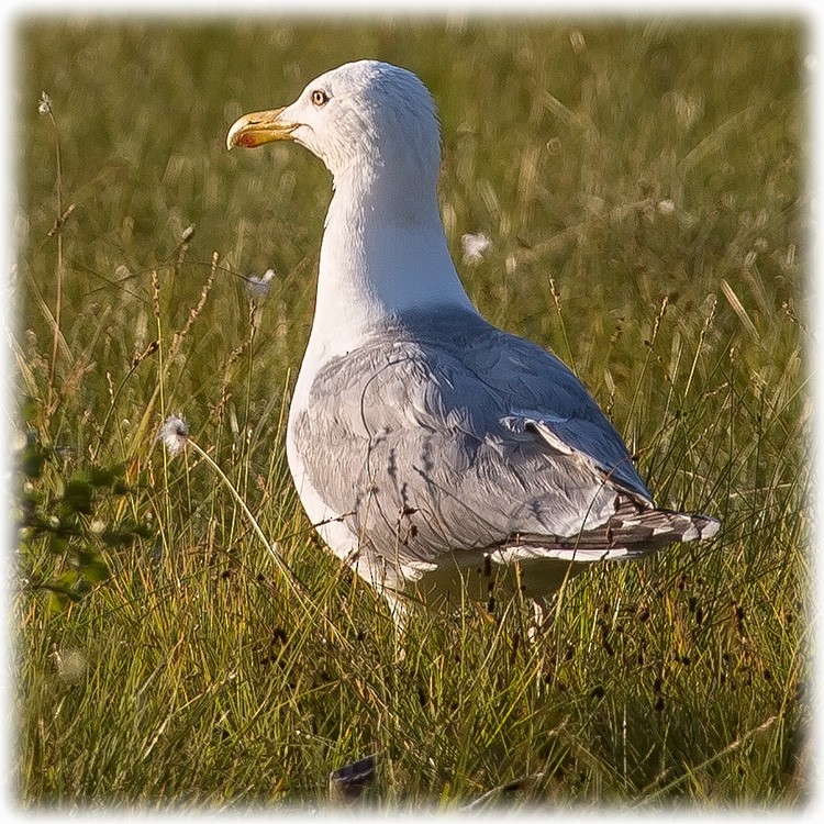 Herring Gull (European) - ML260810271