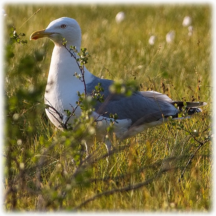 Herring Gull (European) - ML260810291