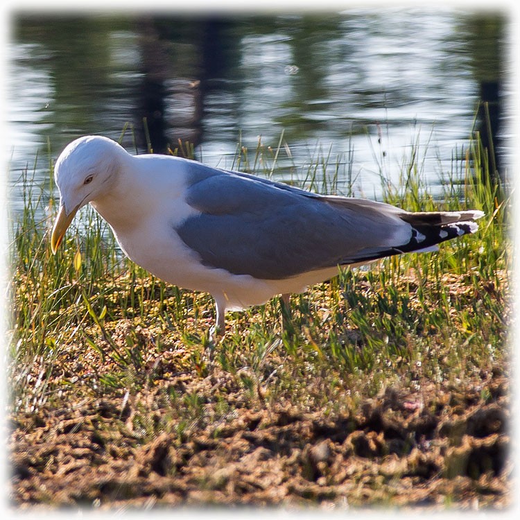 Herring Gull (European) - ML260811421