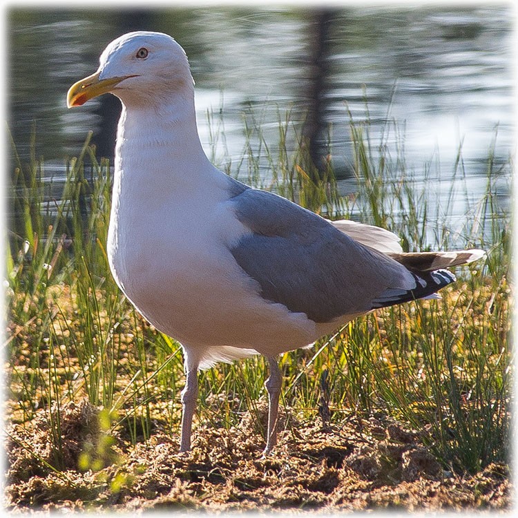 Herring Gull (European) - ML260811431