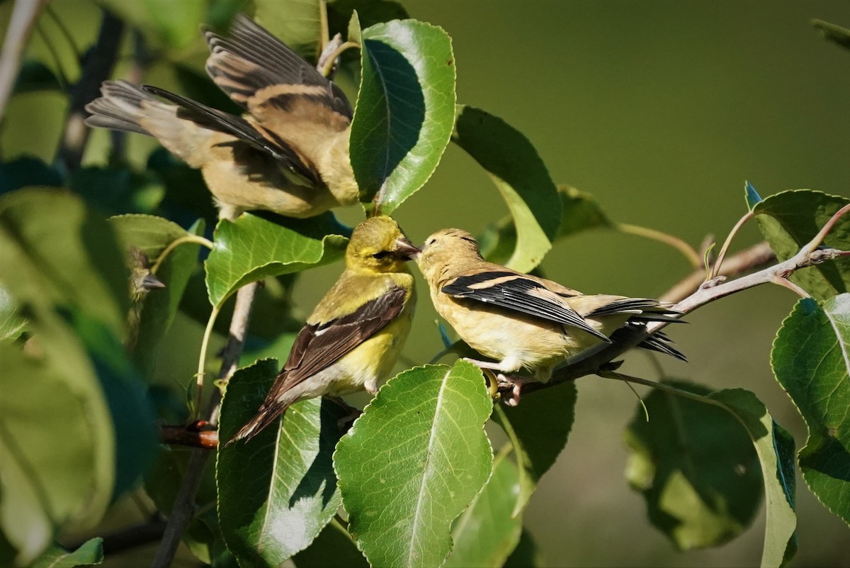 American Goldfinch - Sunil Thirkannad