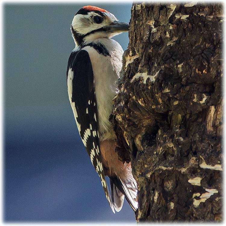 Great Spotted Woodpecker - ML260812741