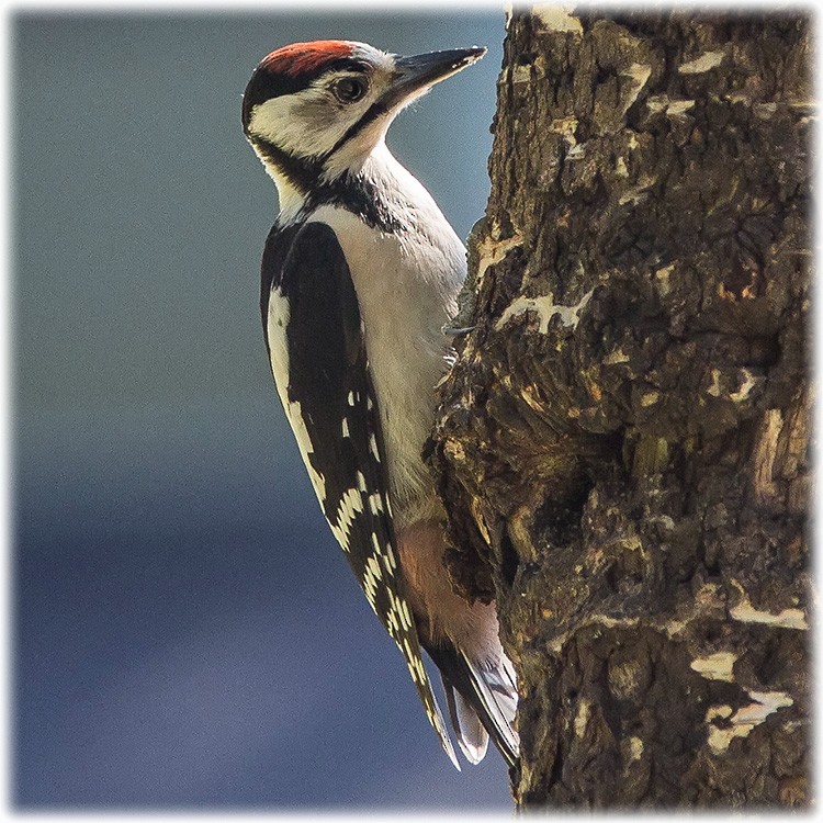 Great Spotted Woodpecker - www.aladdin .st