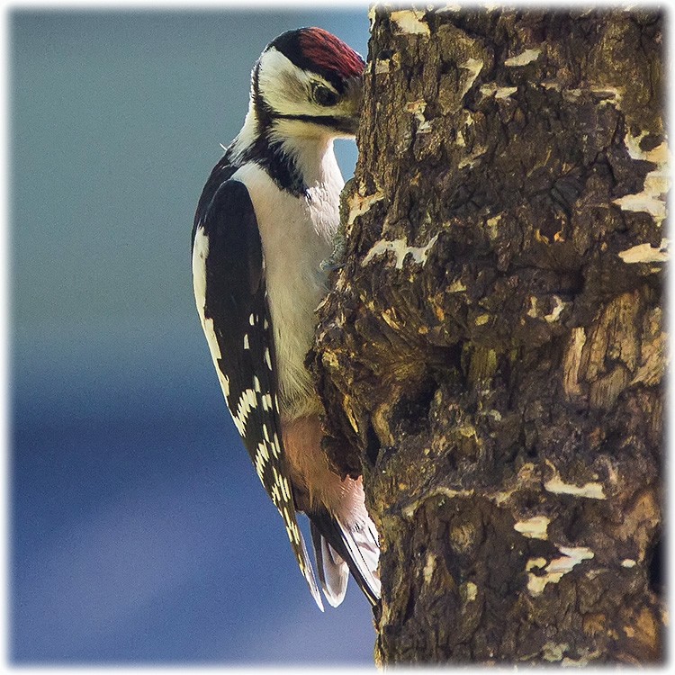 Great Spotted Woodpecker - ML260812761