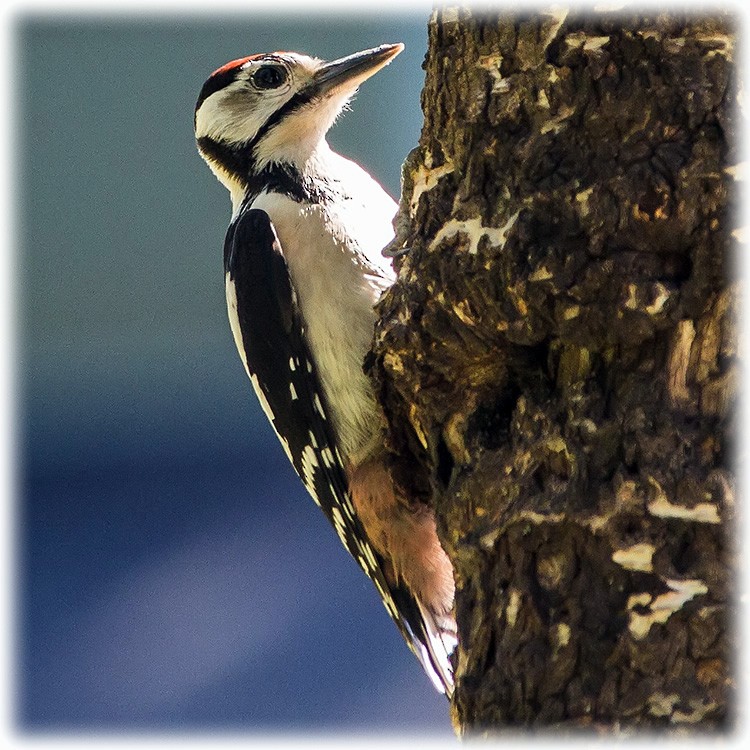 Great Spotted Woodpecker - ML260812781