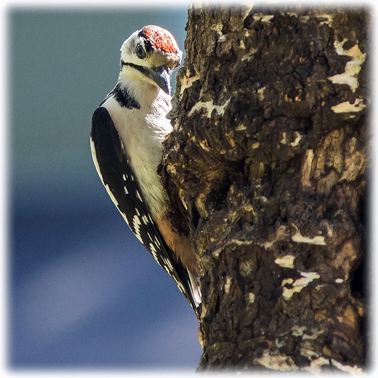 Great Spotted Woodpecker - ML260812801