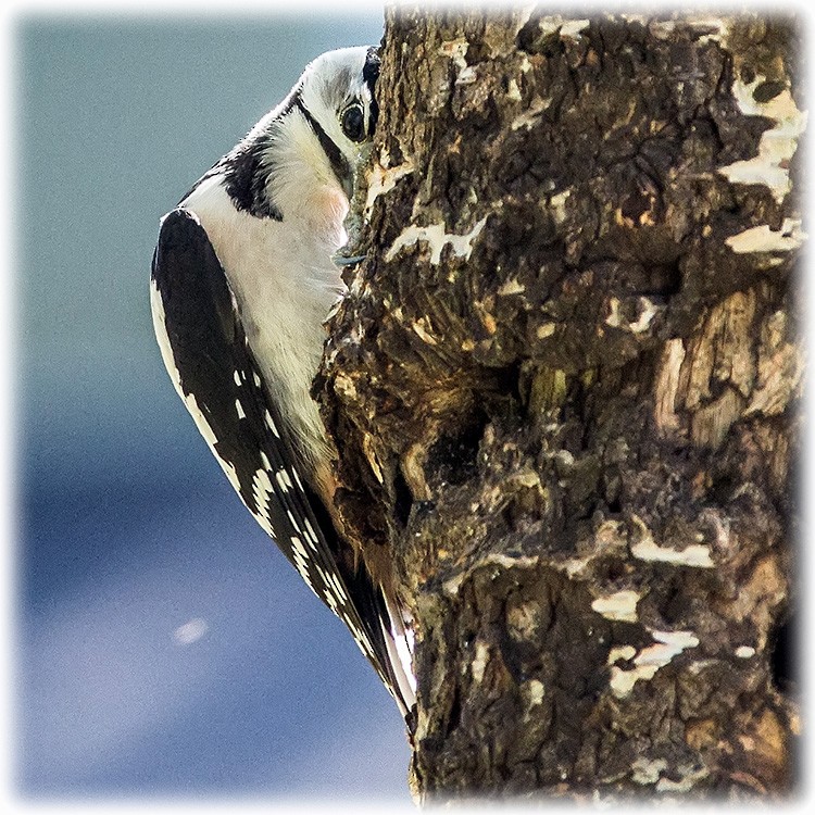 Great Spotted Woodpecker - ML260812811