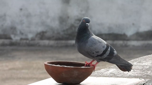 Rock Pigeon (Feral Pigeon) - ML260813941