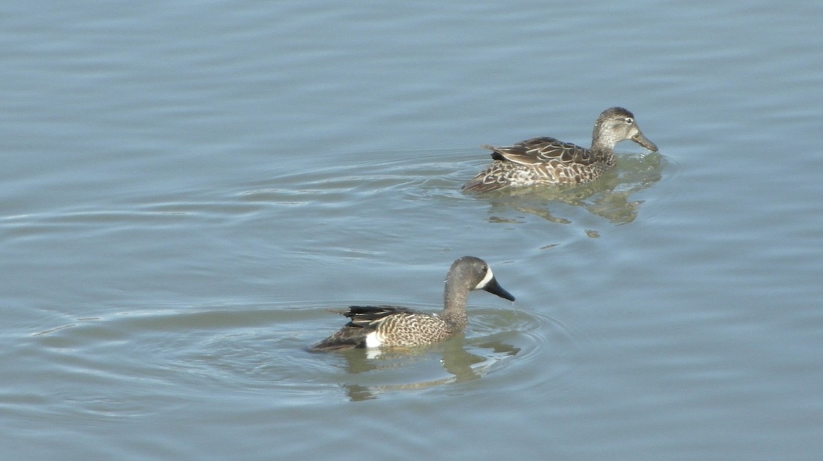 Blue-winged Teal - ML260819021