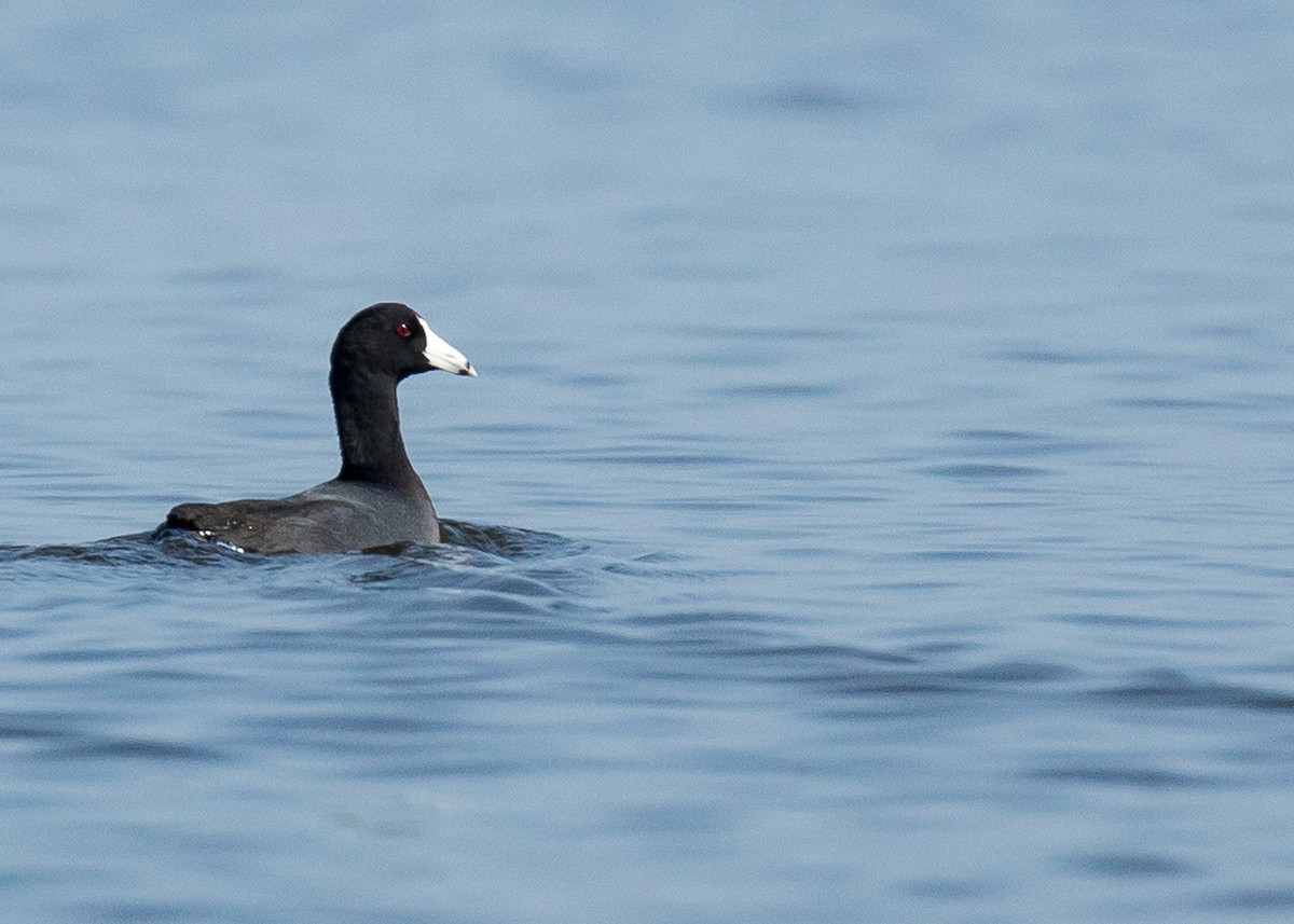 American Coot (Red-shielded) - Ian Gardner