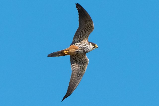<em class="SciName notranslate">F. s. subbuteo</em>&nbsp;ventral in-flight view - Eurasian Hobby - 
