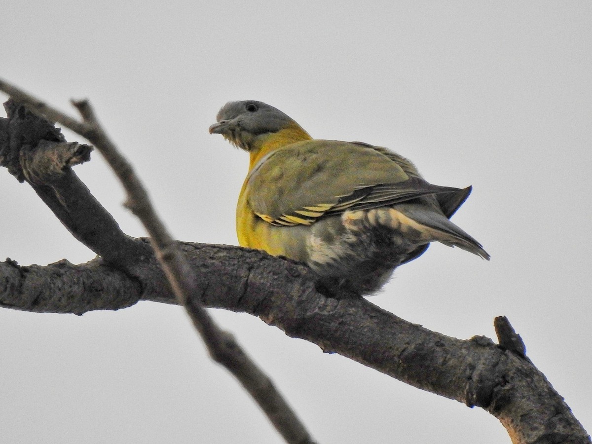 Yellow-footed Green-Pigeon - Praveen Tangirala