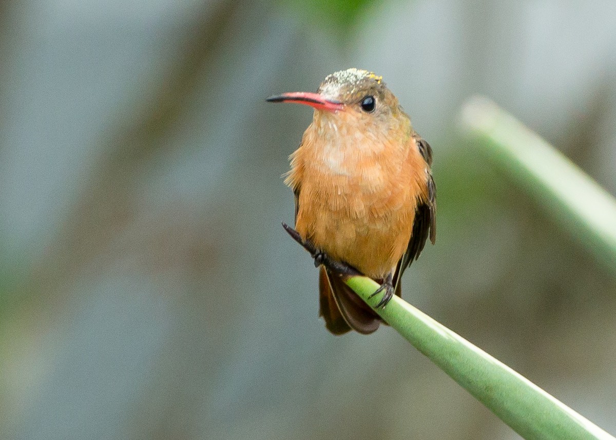 kolibřík ryšavý - ML26083081