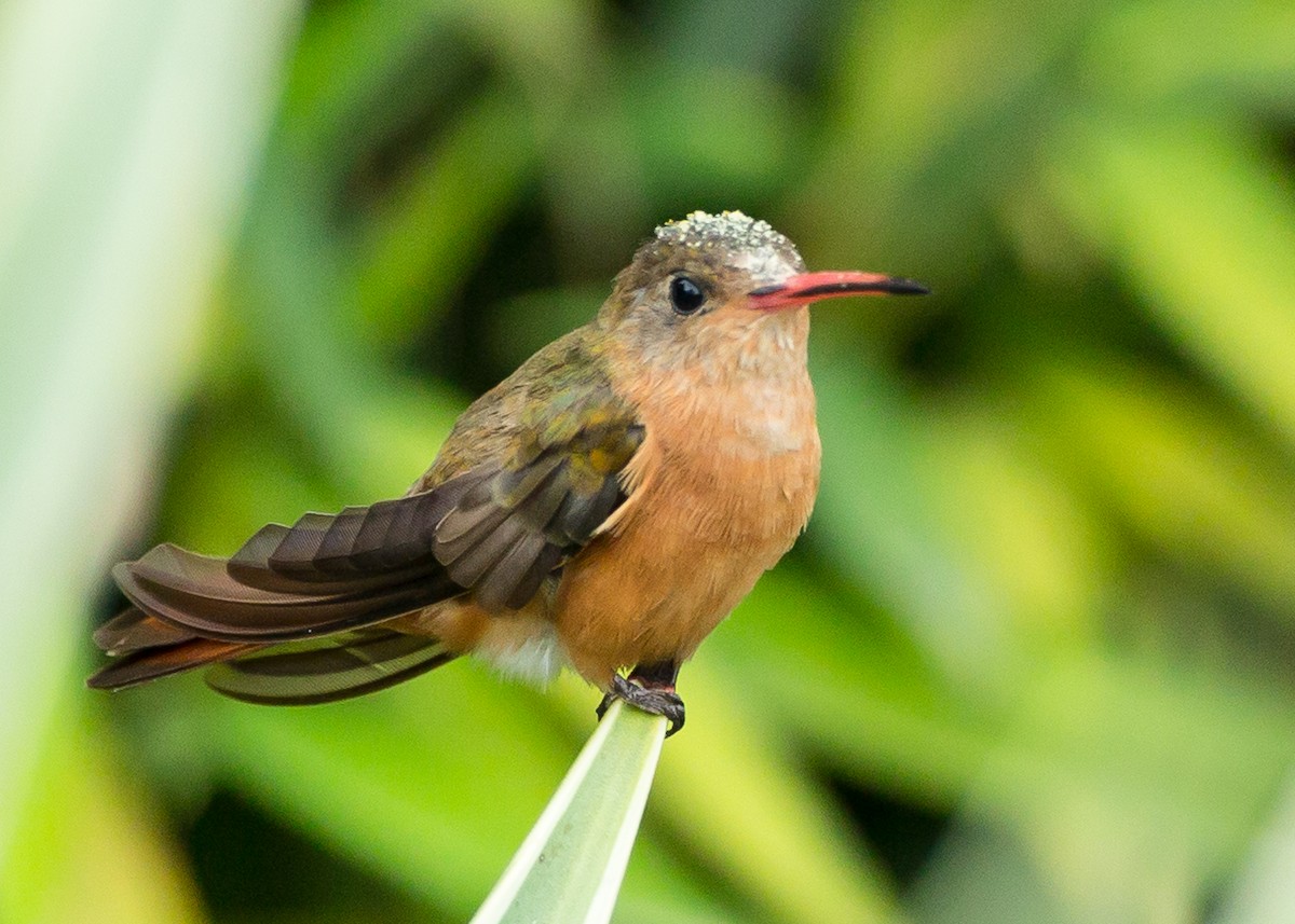 kolibřík ryšavý - ML26083091