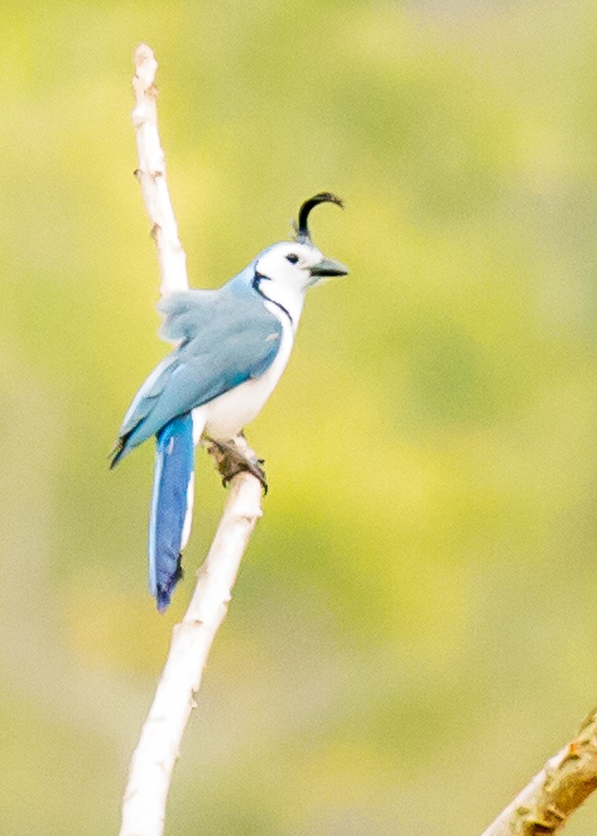 White-throated Magpie-Jay - ML26083141