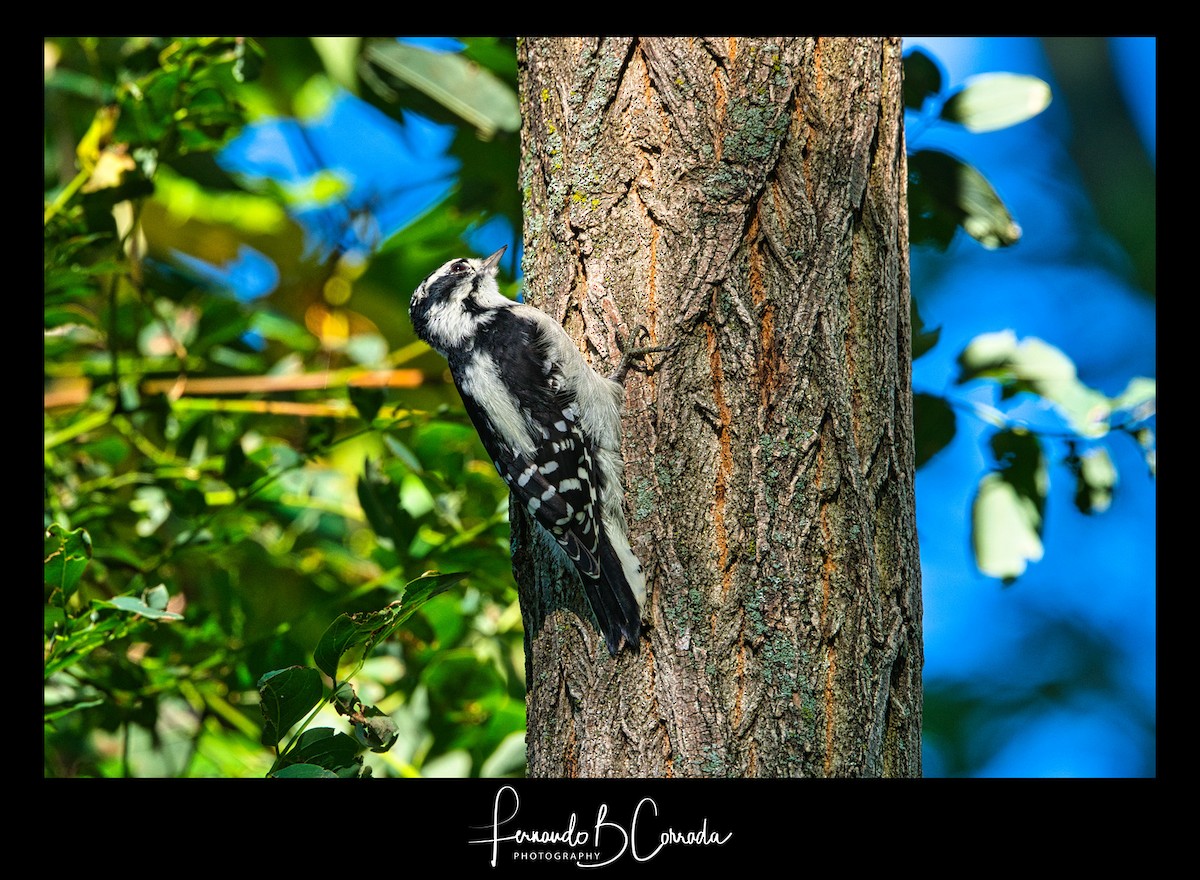 Downy Woodpecker (Eastern) - ML260831571
