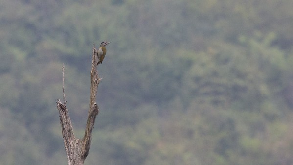 Gray-headed Woodpecker - Robert Tizard