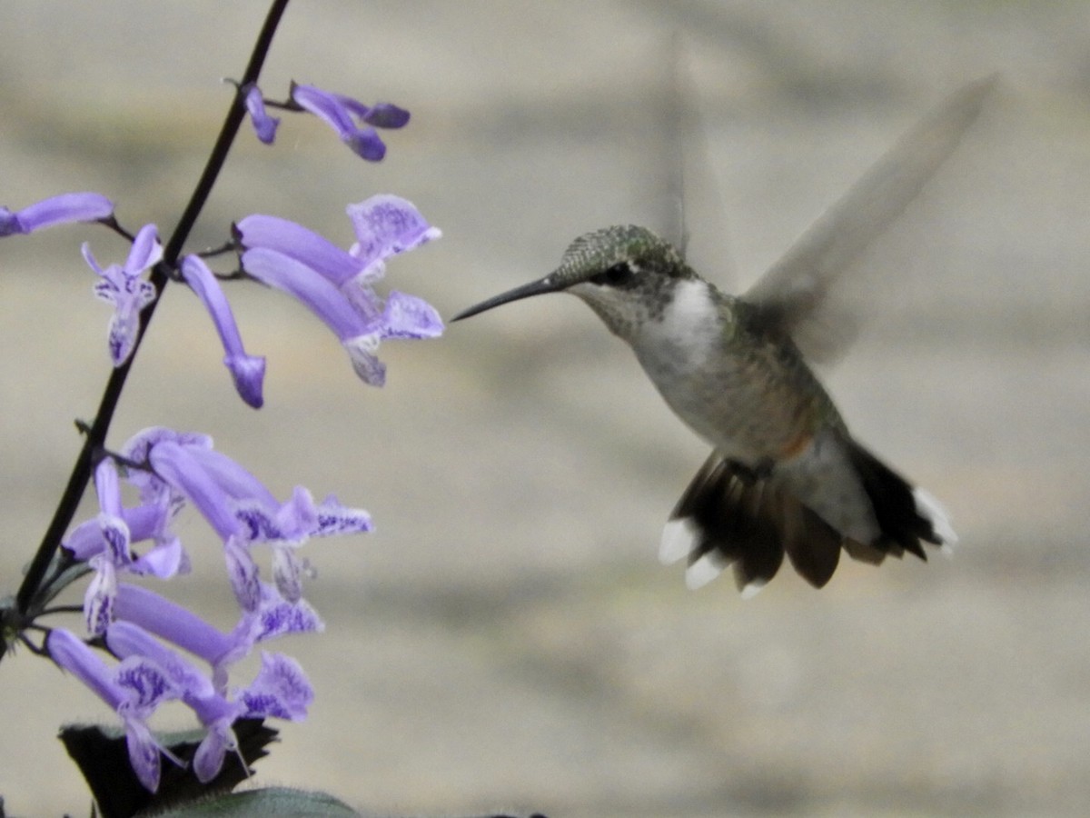 Ruby-throated Hummingbird - Lois Rockhill