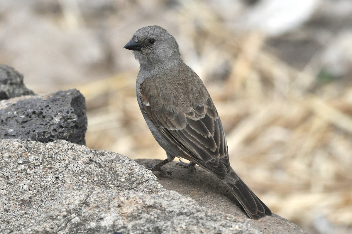 Swahili Sparrow - ML260850421