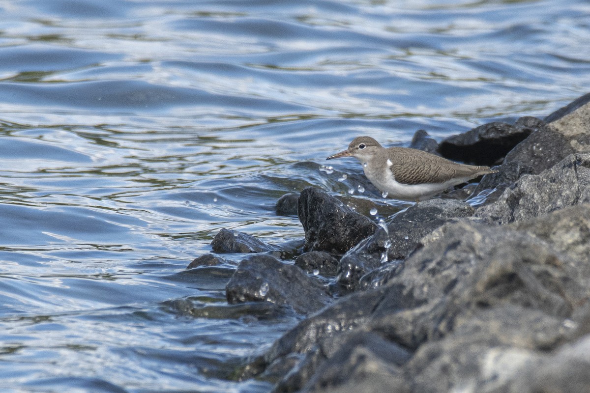 Spotted Sandpiper - Andy Beim