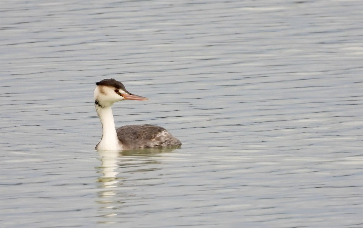Great Crested Grebe - ML260858001