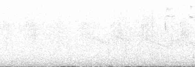 Колібрі-інка золоточеревий - ML260861