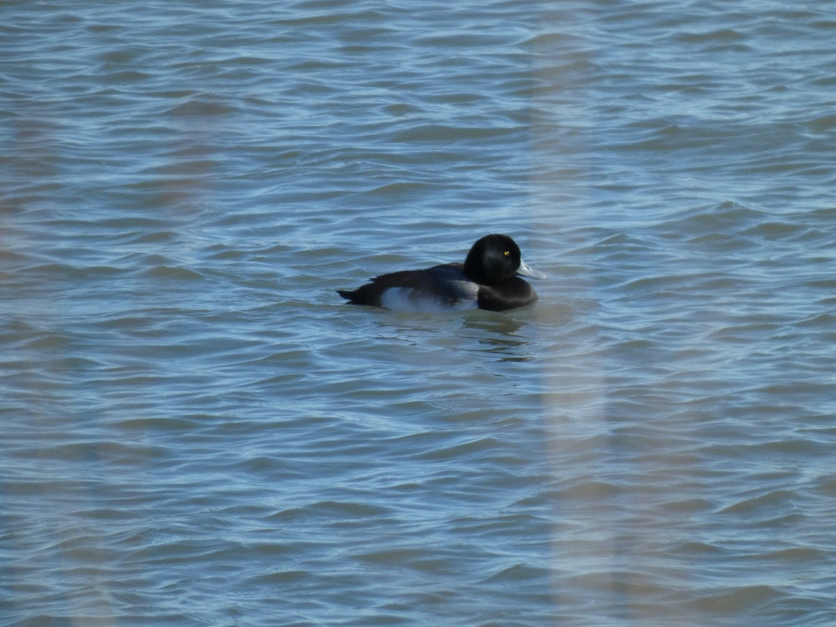 Greater Scaup - ML260864761