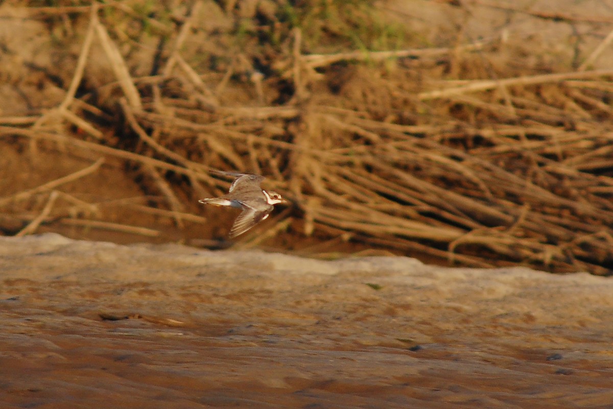 Long-billed Plover - Wachara  Sanguansombat