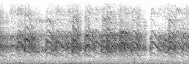 Кратеропа рябогруда - ML26087