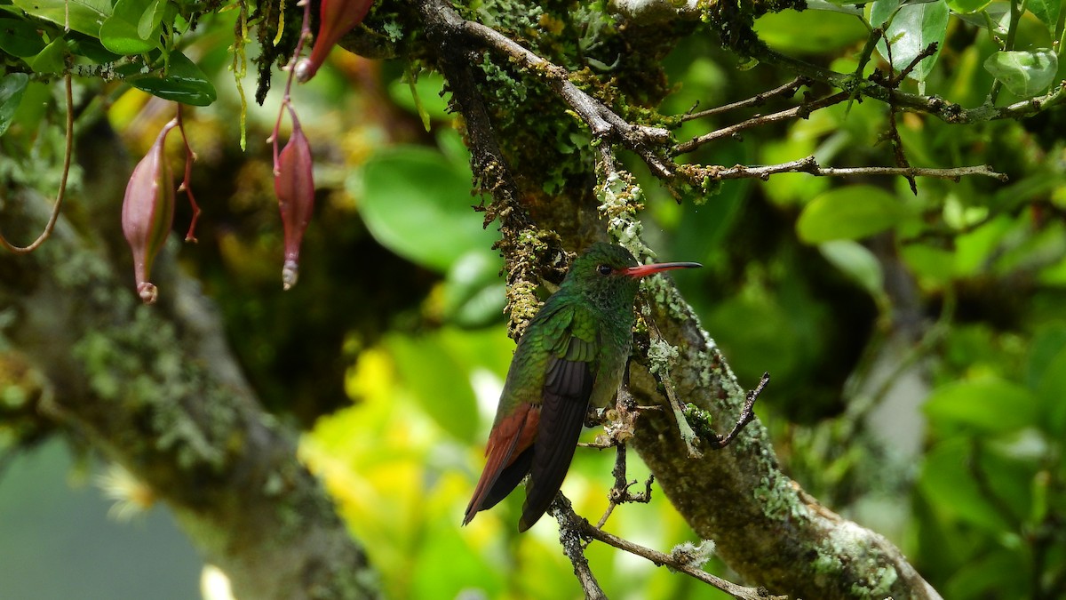Rufous-tailed Hummingbird - Jorge Muñoz García   CAQUETA BIRDING