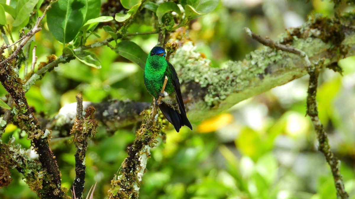 Indigo-capped Hummingbird - Jorge Muñoz García   CAQUETA BIRDING