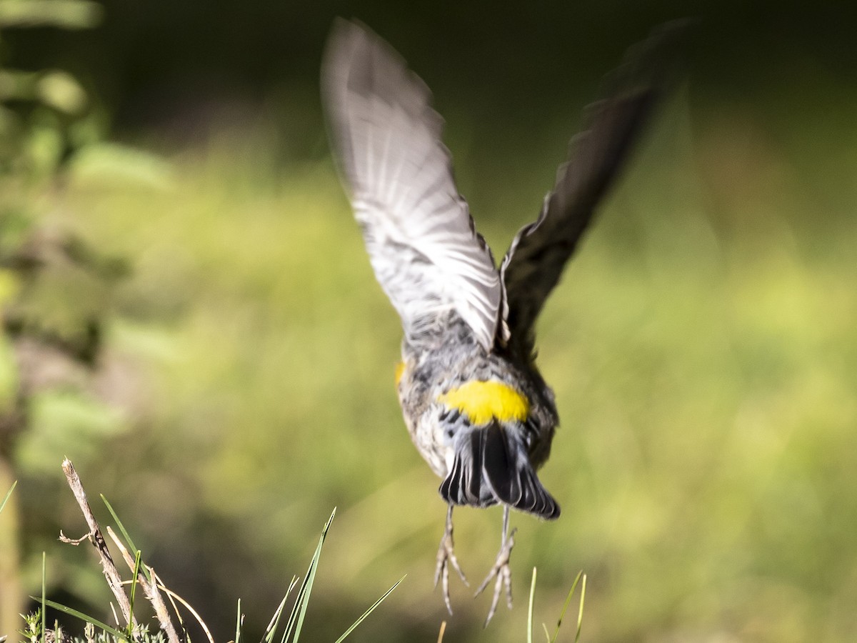 Yellow-rumped Warbler (Audubon's) - ML260874521
