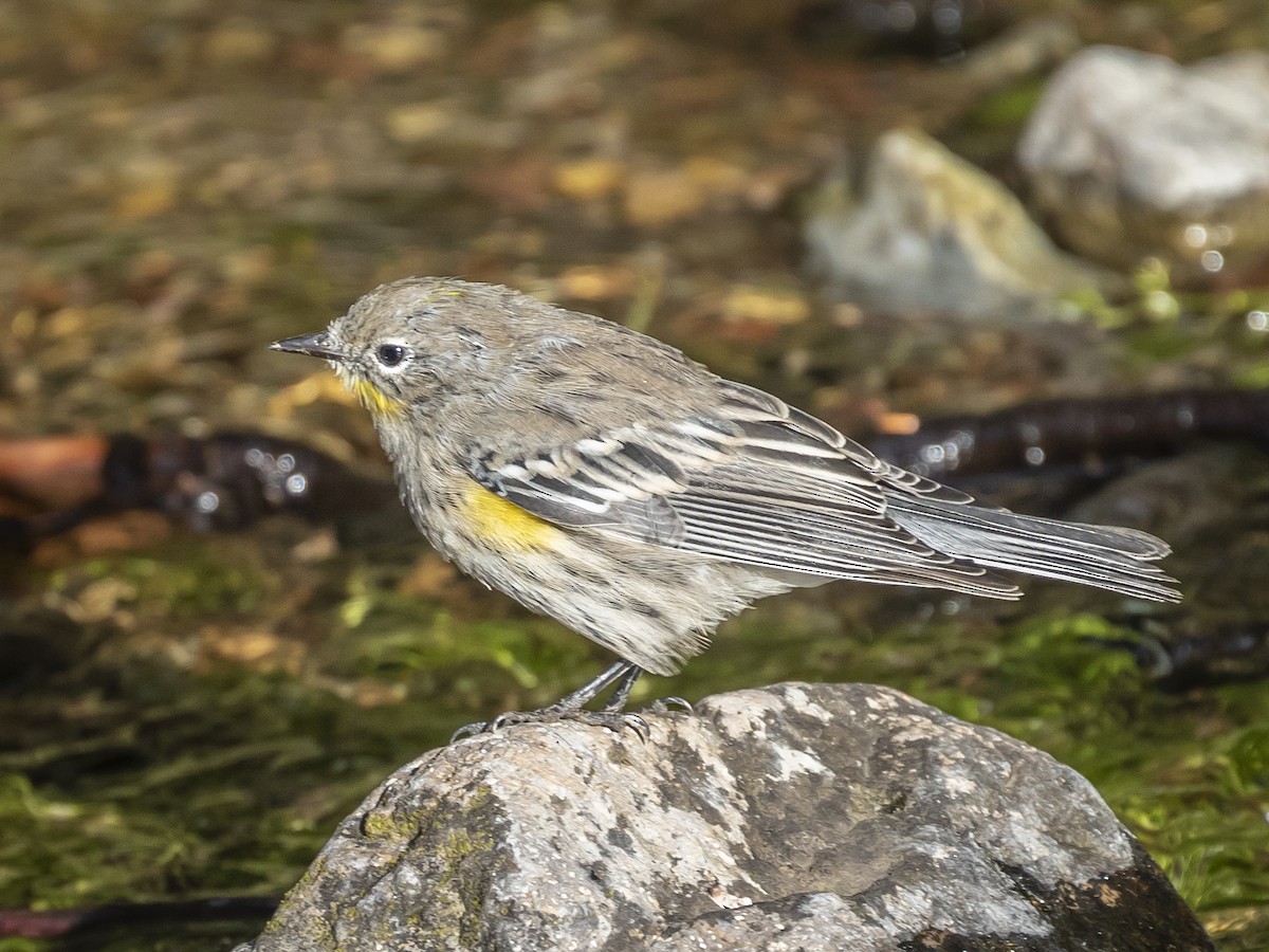 Yellow-rumped Warbler (Audubon's) - ML260874541