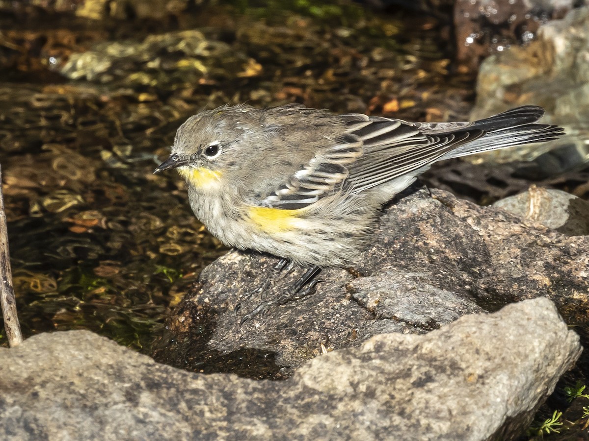 Yellow-rumped Warbler (Audubon's) - ML260874551
