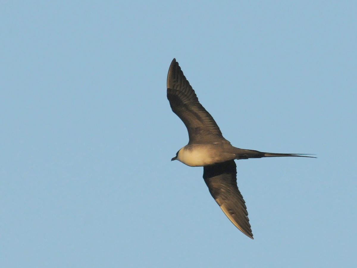 Long-tailed Jaeger - ML260877081