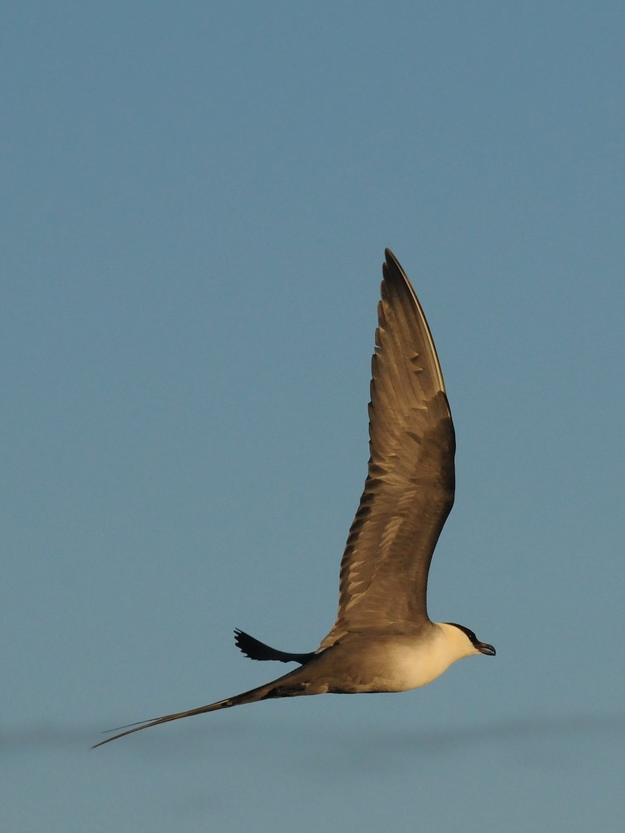 Long-tailed Jaeger - ML260877101