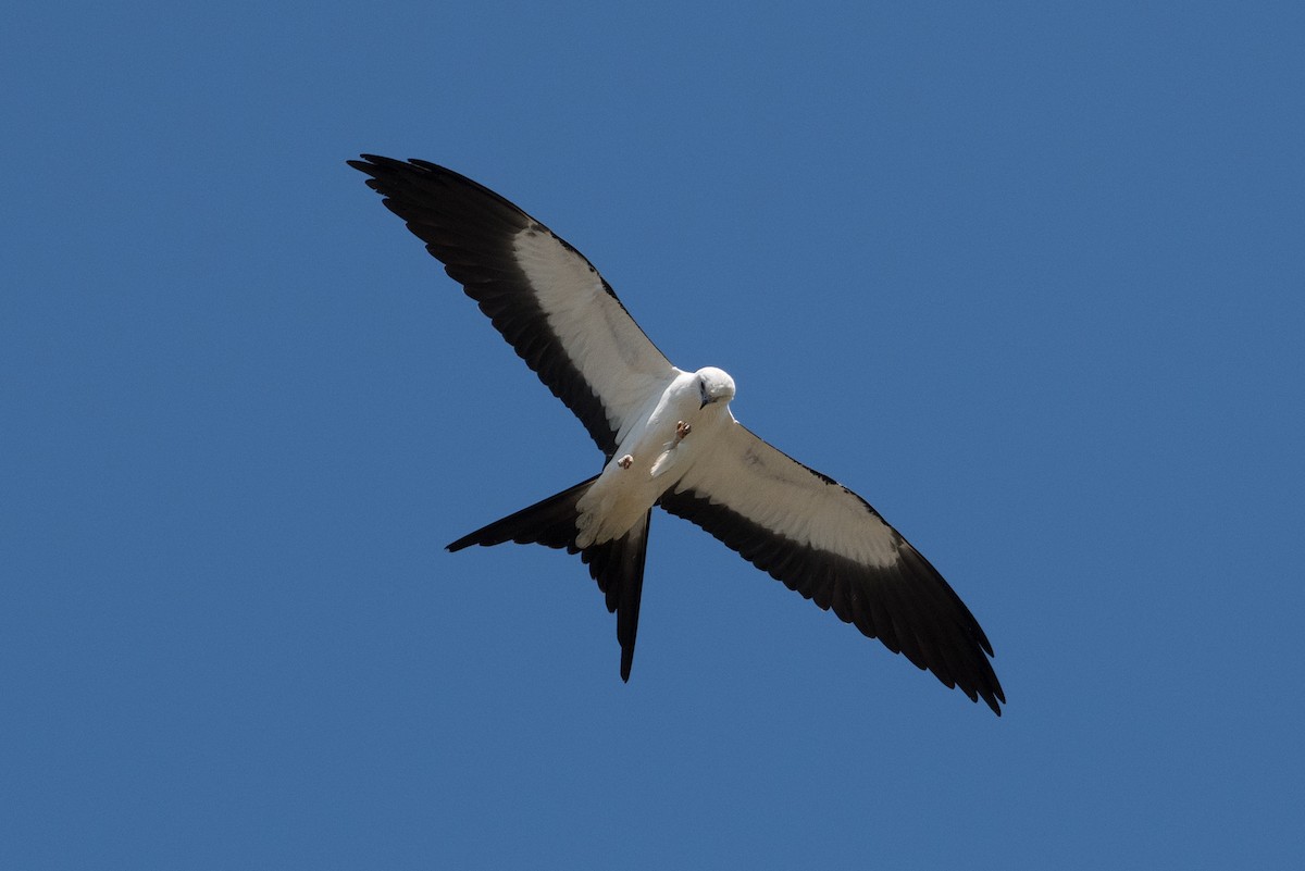 Swallow-tailed Kite - Steven Warmack
