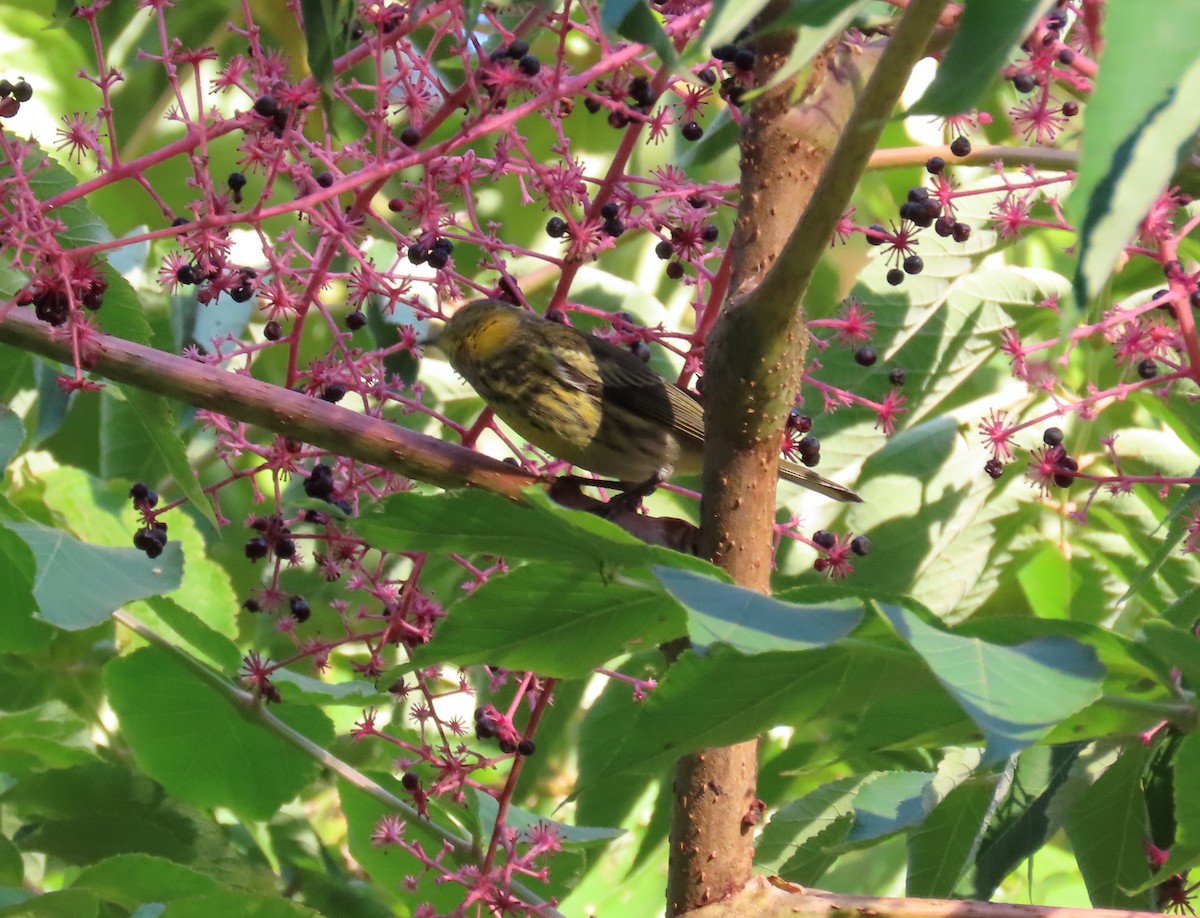 Cape May Warbler - ML260886371